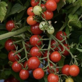 Candyland Red, (F1) Tomato Seeds